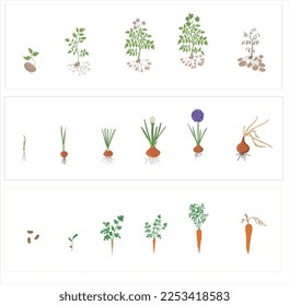 Growth stages of carrot, onion and potato plant. Carrot, onion and potato  vector illustration