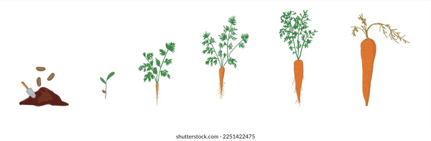 Growth stages of carrot plant. Carrot growing stages vector illustration