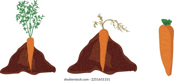 Growth stages of carrot plant. Carrot growing stages vector illustration