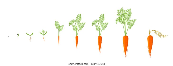 Growth stages of carrot plant. Vector illustration. Daucus carota. Orange carrots tap root vegetable botany life cycle. Harvest cultivation and development.