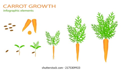 Growth Stages Carrot Plant Vector Illustration Stock Vector (Royalty ...