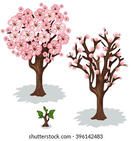 Growth stages of cherry. Flowering fruit trees for the garden or Park. Vector illustration.