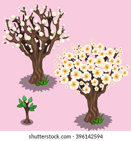 Growth stages of cherry. Flowering fruit trees for the garden or Park. Vector illustration.