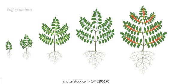 Growth stages of Coffee plant. Bush coffee. Tree coffea arabica red beans plantation. A branch with beans harvest. Colorful flat vector. Green leaves. Animation progression.