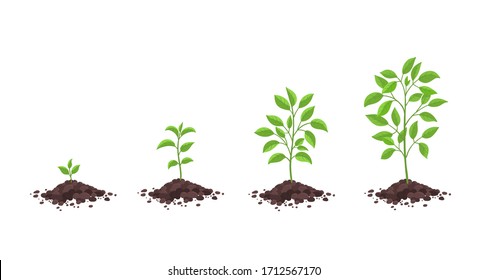 Growth stages diagram. Sprout seedling shoot germination in the pile dirt soil. Development stage. Animation progression. Vector infographic. Business cycle development.