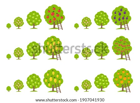 Growth stages different fruit trees set. Lemon and orange apple, cherry pear and plum. Orchard garden harvest. Vector infographic Illustration. Animation progression. Foto stock © 