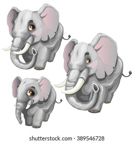 The growth stages of the elephant. Animals isolated on a white background. Vector illustration.