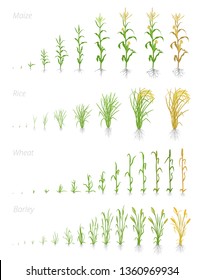 Growth Stages Of Grain Cereal Agricultural Crops. Cereal Increase Phases. Vector Illustration. Secale Cereale. Ripening Period. Grain Life Cycle.