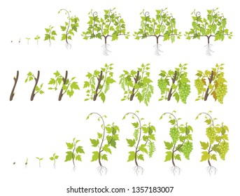 Growth stages of grape plant. Vineyard planting increase phases. Vector illustration. Vitis vinifera harvested. Ripening period. The life cycle. Grapes on white background.