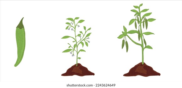 Growth stages of green pepper plant. Tomato growing stages vector illustration