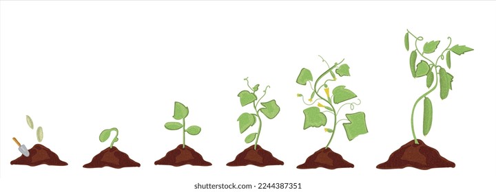 Growth stages of green pepper plant. Tomato growing stages vector illustration