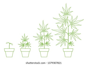 Growth Stages Of Hemp Potted Plant. Marijuana Phases Set. Cannabis Indica Ripening. Infographic Period. The Life Cycle. Weed Growing In A Pot At Home. Outline Contour Vector Illustration.