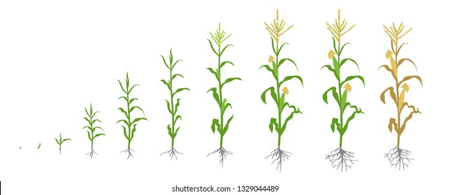 Growth stages of Maize plant. Corn phases. Vector illustration. Zea mays. Ripening period. The life cycle. Use fertilizers. On white background.