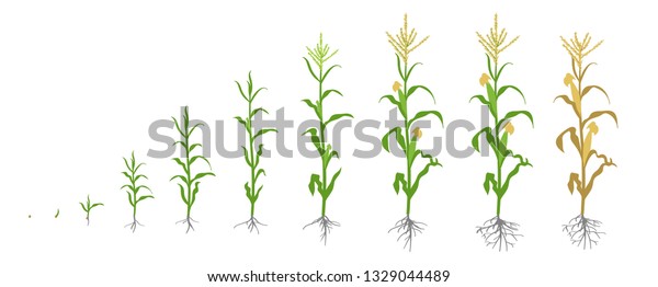 トウモロコシの生育段階 トウモロコシ相 ベクターイラスト ゼアメイズ 熟成期間 ライフサイクル 肥料を使え 白い背景に のベクター画像素材 ロイヤリティフリー