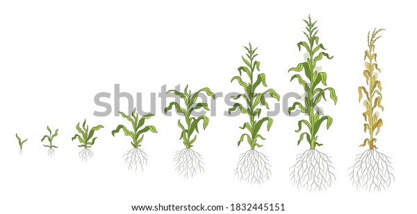 Growth Stages Maize Plant Corn Development Stock Vector (Royalty Free ...