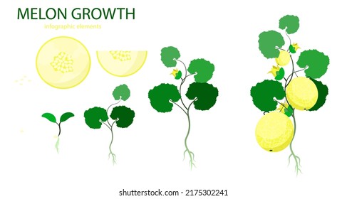 Growth stages of melon plant. Vector illustration. Cucumis melo. Melon cantaloupe life cycle. On white background.