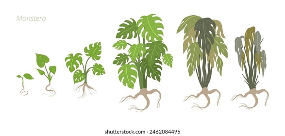 Growth stages of Monstera plant. Caring for house plants. Flower lifecycle.