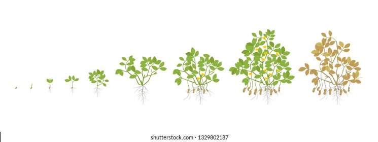 Growth stages of peanut plant. Peanut increase phases. Vector illustration. Arachis hypogaea. The life cycle. Also known as the groundnut, goober or monkey nut. Ripening period.