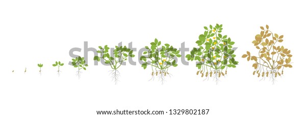 Growth Stages Peanut Plant Peanut Increase Stock Vector (Royalty Free ...