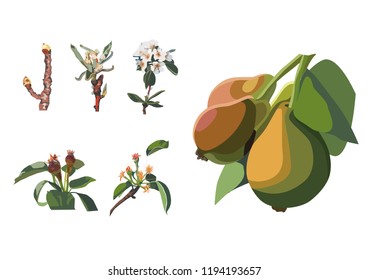Growth stages of pear 