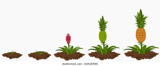 The Growth Stages Of Pineapple Plant