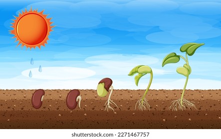 Growth stages of a plant illustration