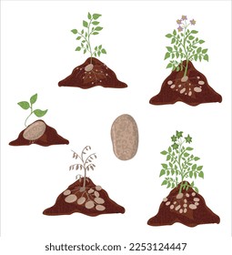 Growth stages of Potato plant. Potato growing stages vector illustration