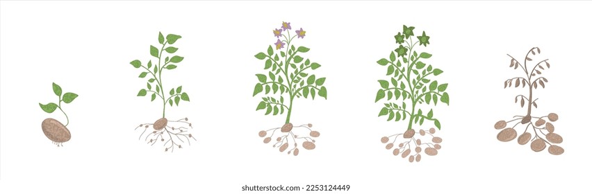 Growth stages of Potato plant. Potato growing stages vector illustration