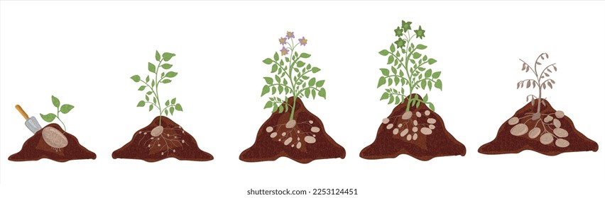 Growth stages of Potato plant. Potato growing stages vector illustration