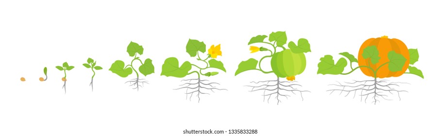 Growth stages of pumpkin plant. Vector illustration. Cucurbita cucurbitaceae. Pumpkin life cycle. On white background.
