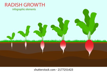 Growth stages of radish plant. Vector illustration. Agriculture. radish life cycle. On white background.
