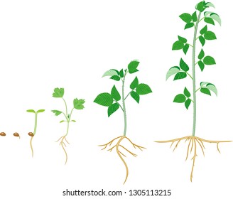 Growth Stages Raspberry Planting Seed Plant Stock Vector (Royalty Free ...