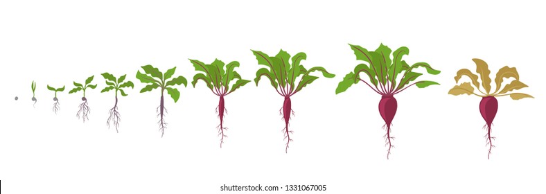 Growth stages of red beetroot plant. Vector illustration. Beta vulgaris. Taproot life cycle. On white background.