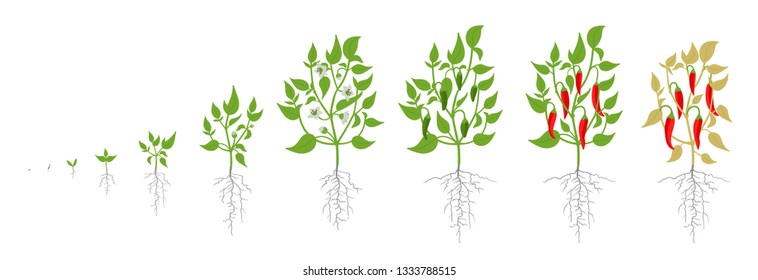 Growth Stages Of Red Chili Pepper Plant. Vector Illustration. Capsicum Annuum. Cayenne Pepper Life Cycle. On White Background.