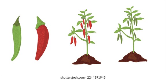 Estadios de crecimiento de la planta de pimienta roja y verde. Gráfica vectorial de los estadios de cultivo de pimienta roja y pimienta verde