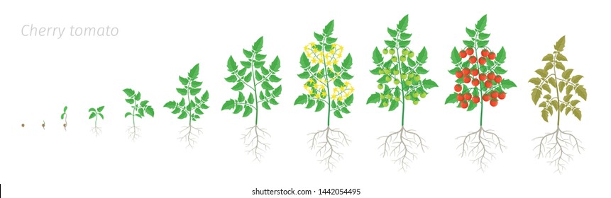 1,501 Tomato growth stages Images, Stock Photos & Vectors | Shutterstock