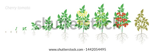 Growth Stages Red Tomato Cherry Plant Stock Vector (Royalty Free ...