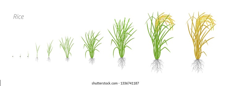 Growth stages of rice plant. The life cycle. Rice increase phases. Oryza sativa. Ripening period. Vector illustration.