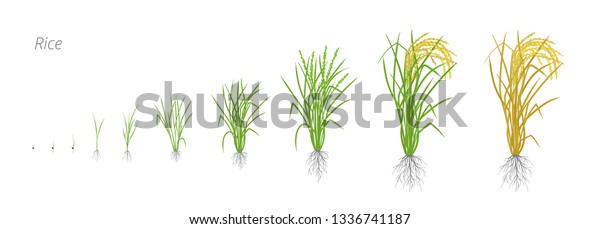 稲の成長段階 ライフサイクル 米が増える オリザ サティヴァ 熟成期間 ベクターイラスト のベクター画像素材 ロイヤリティフリー 1336741187