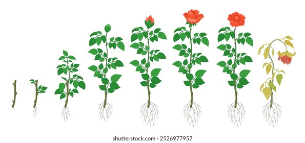 Estágios de crescimento de uma rosa crescendo a partir de mudas - Ilustração de vetor