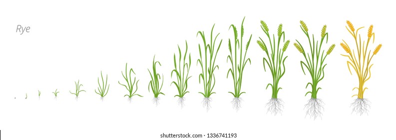 Growth stages of Rye plant. Cereal increase phases. Vector illustration. Secale cereale. Ripening period. Rye grain life cycle.