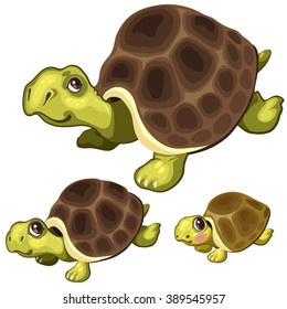 The growth stages of sea turtles. Animals isolated on a white background. Vector illustration.