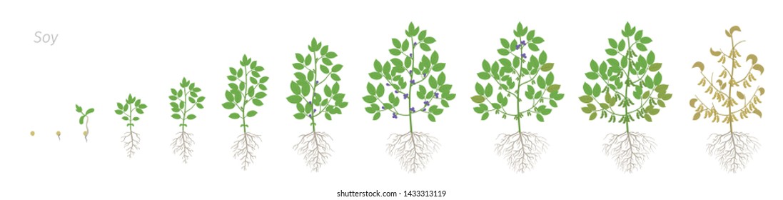 Growth Stages Of Soybean Plant With Roots. Soya Bean Phases Set Ripening Period. Glycine Max Life Cycle, Animation Progression.