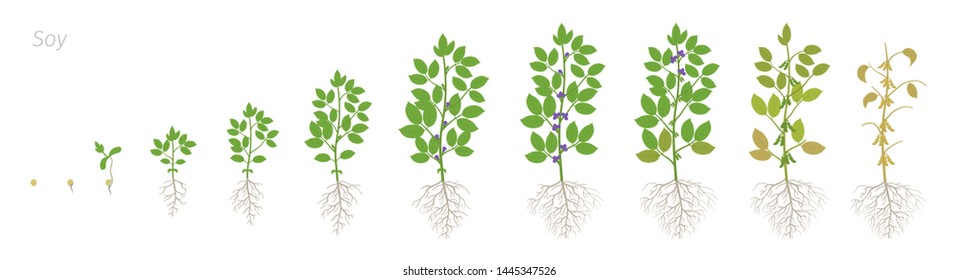 Growth Stages Of Soybean Plant With Roots. Soya Bean Phases Set. Glycine Max. Animation Progression.