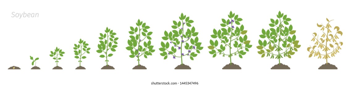 Growth stages of Soybean plant. Soya bean phases set ripening period. Glycine max life cycle, animation progression.