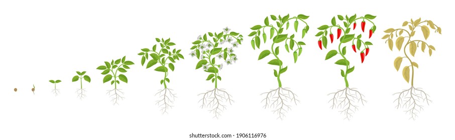 Growth Stages Of Spicy Chili Pepper Vegetable Plant. Ripening Period Steps. Harvest Animation Progression. Fertilization Phase. Vector Infographic Set.