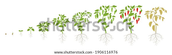 Growth Stages Spicy Chili Pepper Vegetable Stock Vector (Royalty Free ...