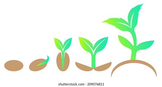 Growth stages of sprout from seed. Vector illustration. Design element. Eco concept. 