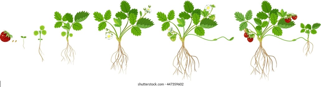 Growth Stages Of Strawberry Plant
