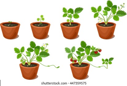 Growth stages of strawberry plant in flowerpots